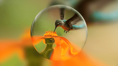 A hummingbird hovers over a bright orange flower, viewed through a transparent glass sphere.