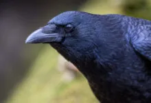 Close-up portrait of a carrion crow with iridescent blue-black plumage and a sharp dark beak.