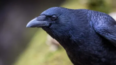 Close-up portrait of a carrion crow with iridescent blue-black plumage and a sharp dark beak.