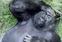 A gorilla lies on its back in the grass, resting its hand on its forehead peacefully.