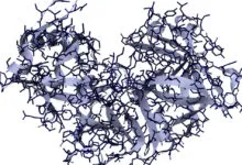 3D render of the pepsin endopeptidase molecule showing backbone and side chains.