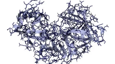 3D render of the pepsin endopeptidase molecule showing backbone and side chains.