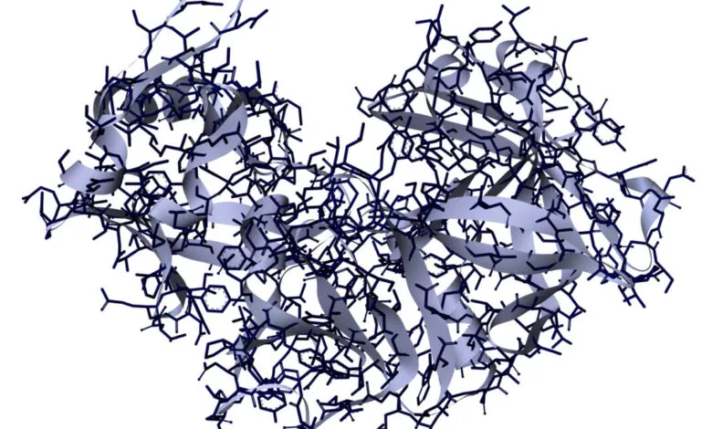3D render of the pepsin endopeptidase molecule showing backbone and side chains.