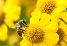 A honeybee pollinating a vibrant yellow flower in a sunlit garden.