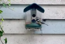 A small great tit perched on a smart bird feeder mounted to a wooden wall.