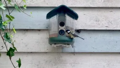 A small great tit perched on a smart bird feeder mounted to a wooden wall.