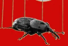 A vintage-style black beetle suspended by strings like a marionette against a bold red background.