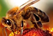 Close-up macro shot of a fuzzy honeybee collecting nectar on a vibrant red and yellow flower.