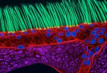 Microscopic view of cells with green cilia, red membranes, and blue nuclei on a dark background.
