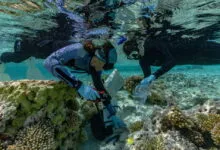 Researchers in wetsuits snorkel and collect coral samples in a bright shallow tropical atoll.