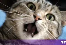 Close-up of a surprised tabby cat with wide green eyes and an open mouth showing small teeth.